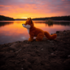 SweetCleverFoxLifestyle Peluche Sweet Clever Fox Bukowski